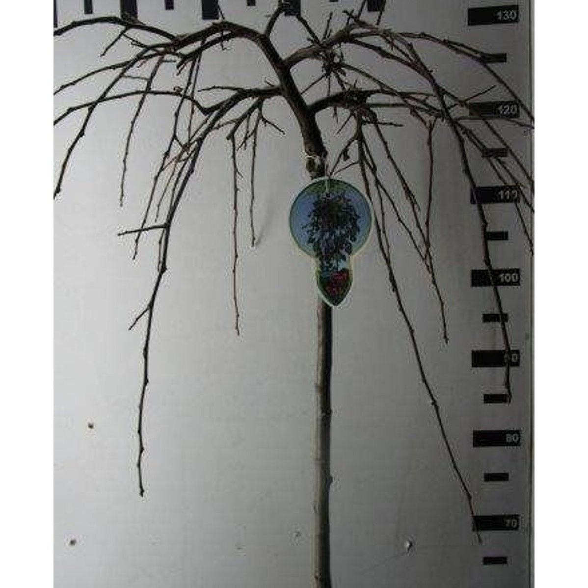 Äpple – Malus 'Fontana' - 80 CM Stem C5